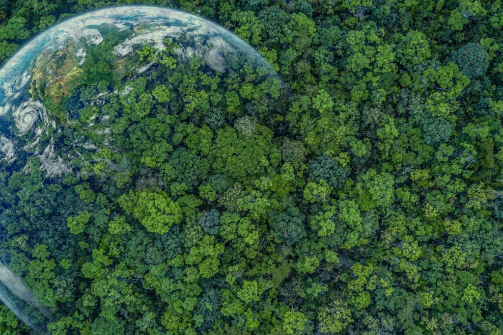 Il Ruolo Delle Foreste Nella Mitigazione Del Cambiamento Climatico