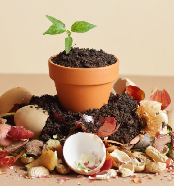 fertilizzanti organici compost