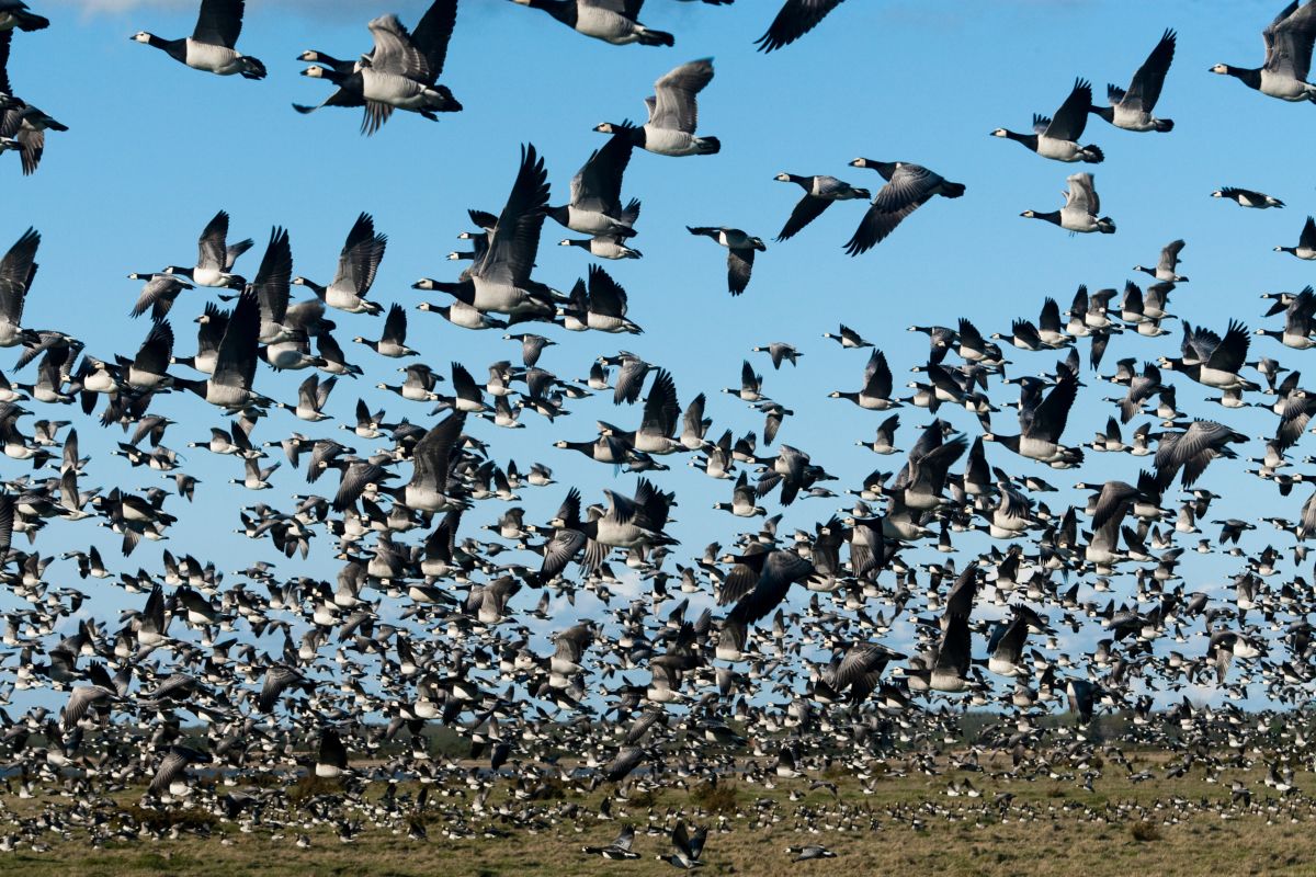 uccelli migratori