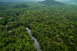 La protezione delle foreste pluviali tropicali: un patrimonio da salvaguardare