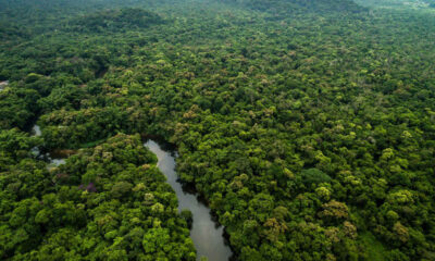 Foresta pluviale