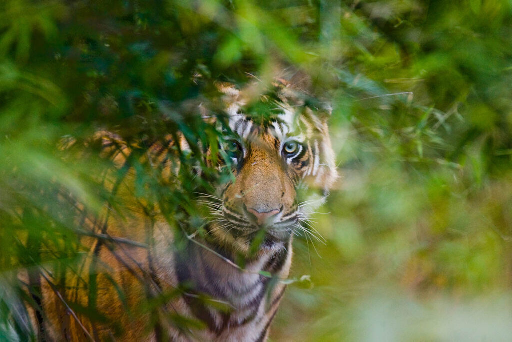 Tigre nella foresta 