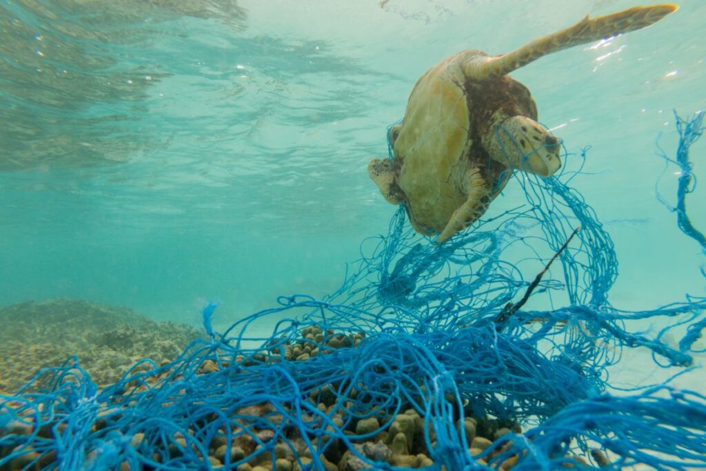 Tartaruga marina impigliata in rete da pesca