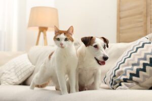 Cuccia per cani o gatti senza sprechi: 5 idee di riciclo creativo