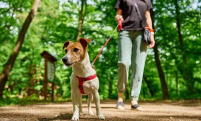 Cane al parco con guinzaglio