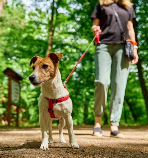 Cane al parco con guinzaglio