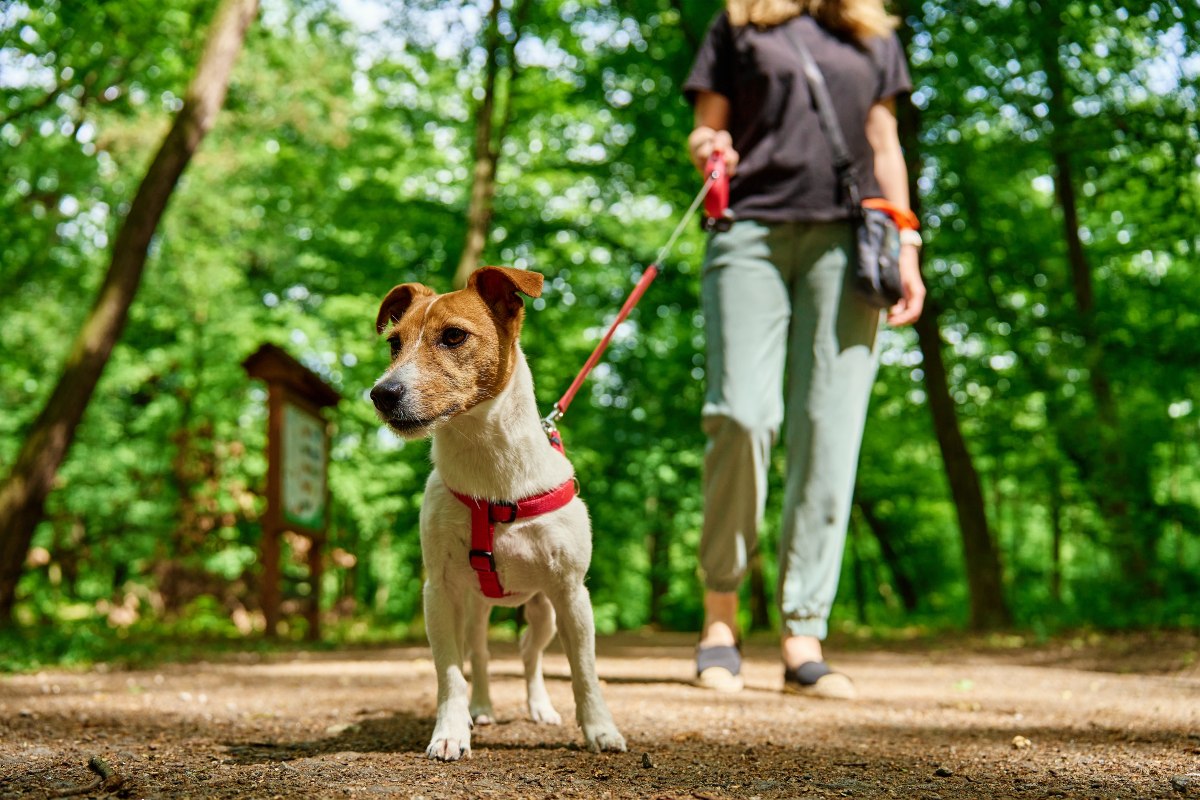 Cane al parco con guinzaglio