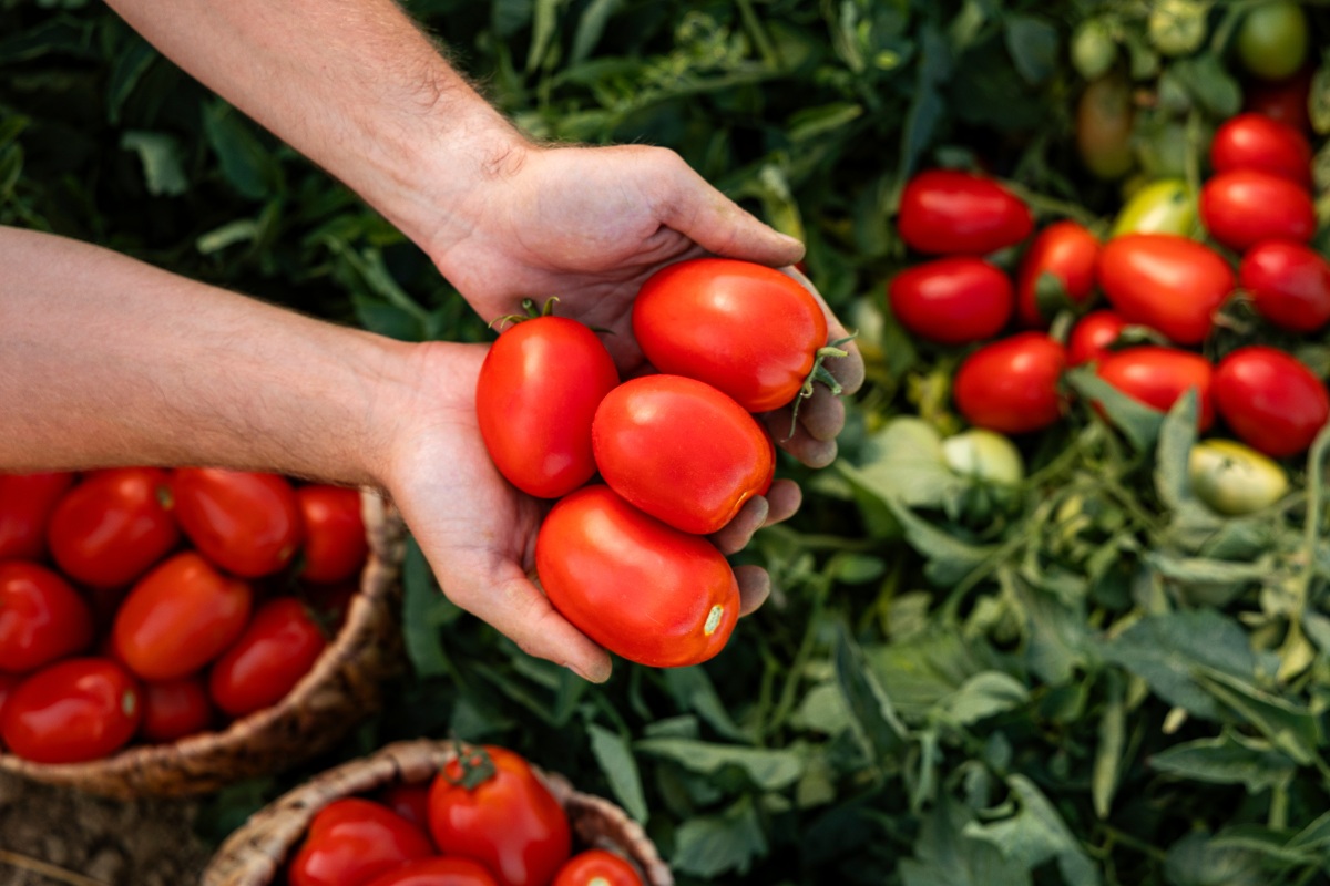 Pomodori tenuti in mano